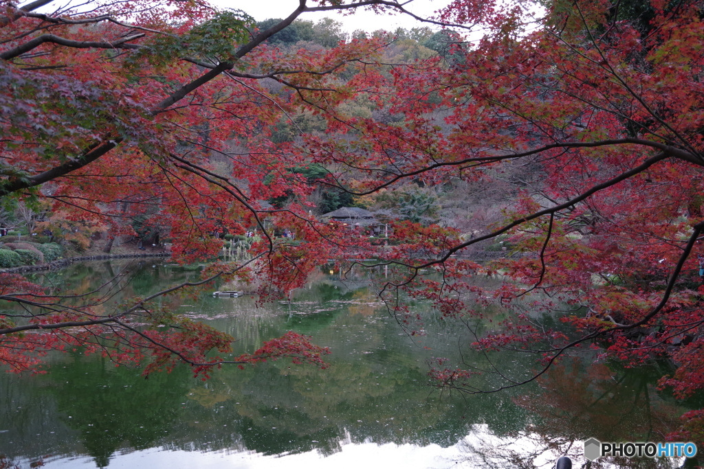 紅葉の中のやくし茶屋