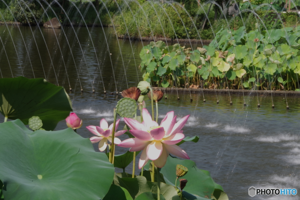 修景池と大賀ハスの花８