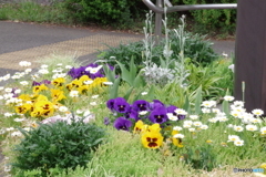 武蔵国分寺公園の花壇25