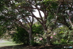 神代植物公園のサルスベリ6