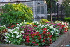 武蔵国分寺公園の花壇４