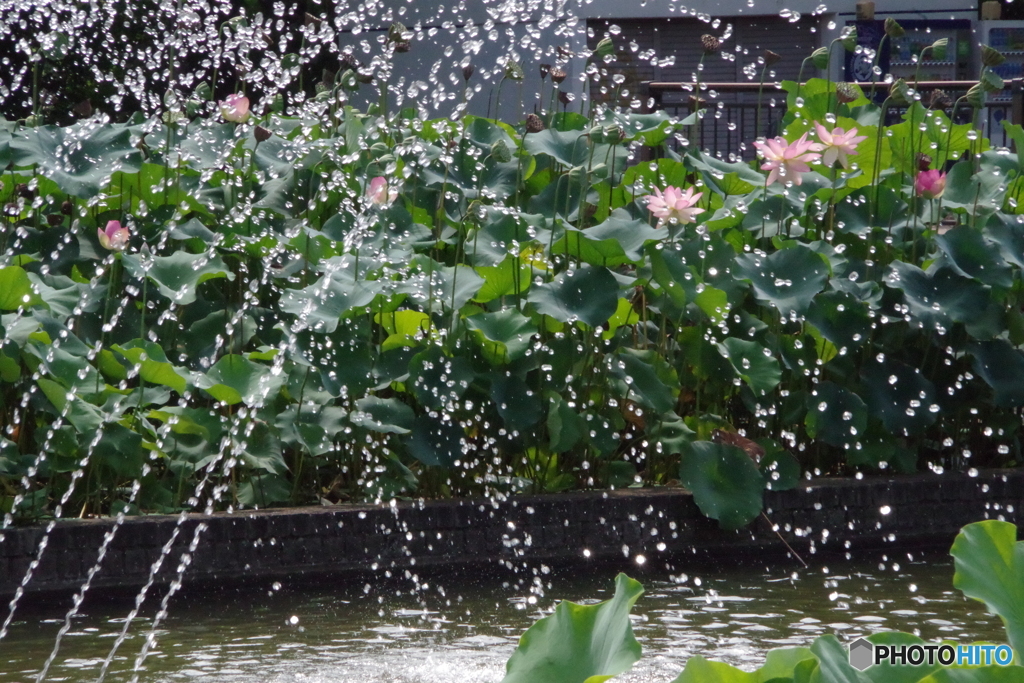 噴水と大賀ハスの花5