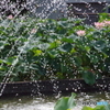 噴水と大賀ハスの花5