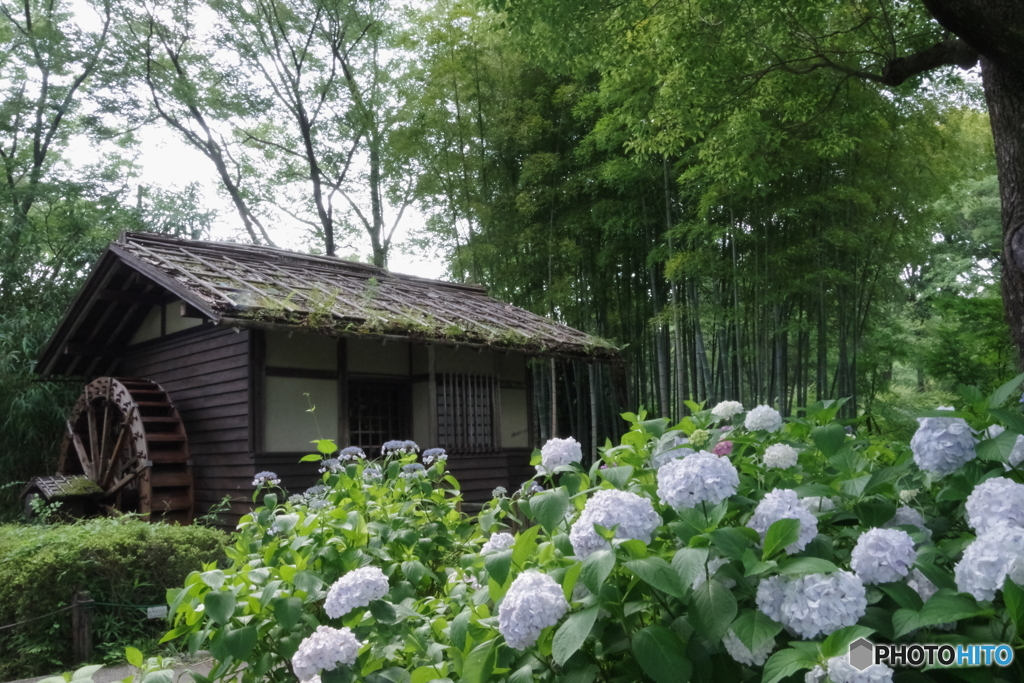 郷土の森の水車小屋と紫陽花