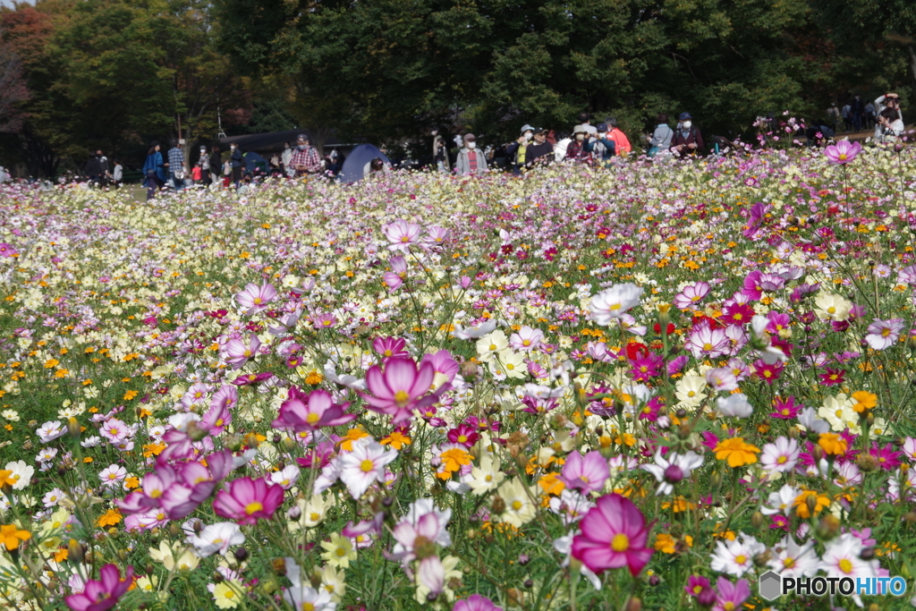 原っぱ南花畑２