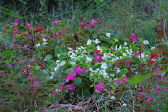 黒鐘公園の雑草の中の花