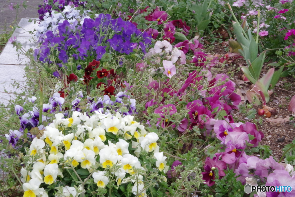 すずかけ公園の花壇２