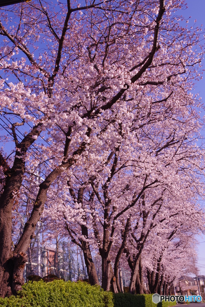 道端の桜並木右列