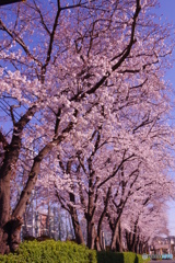 道端の桜並木右列