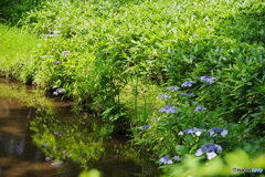 紫陽花と小川５