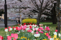 チューリップと桜と菜の花