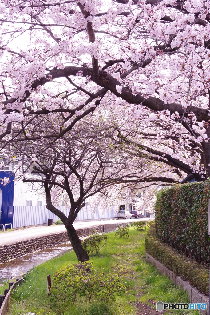 道端の桜２