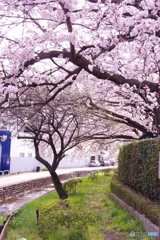道端の桜２