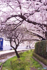 道端の桜2 道端の桜2
