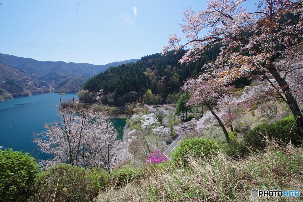 桜の奥多摩湖3