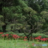 旧永井家周辺の曼珠沙華３