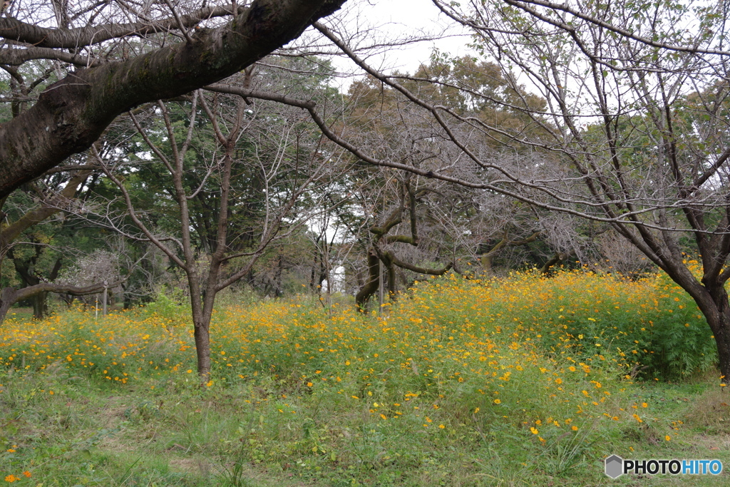 小金井公園のキバナコスモス６