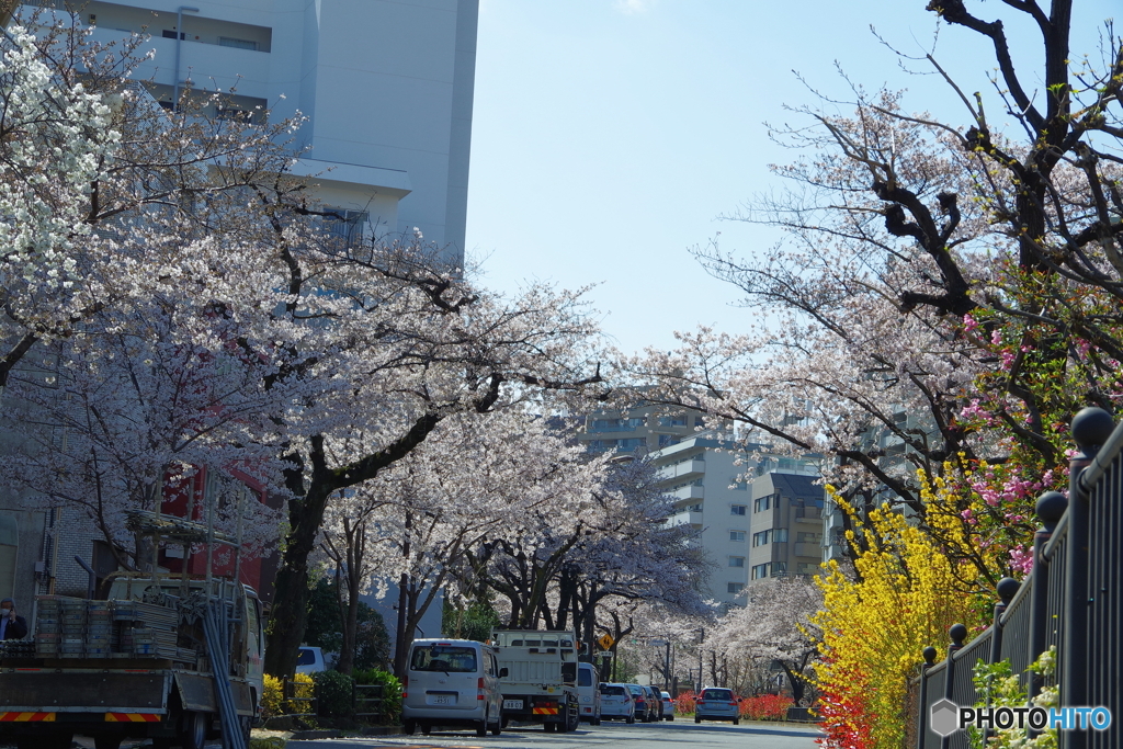 桜の播磨坂4