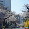 桜の播磨坂4