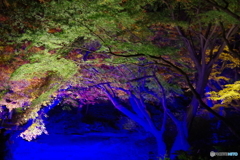 六義園ライトアップ青の洞窟