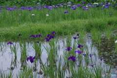 水生植物園の花菖蒲4