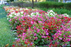 武蔵国分寺公園の花壇１