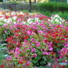 武蔵国分寺公園の花壇１