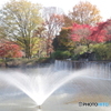 武蔵池の噴水と紅葉1
