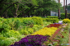 府中の森の花壇2021.5.14