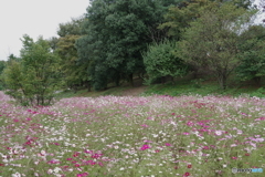 昭和記念公園花の丘４