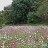 昭和記念公園花の丘４