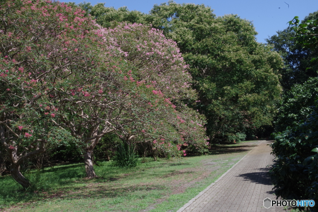 神代植物公園のサルスベリ１