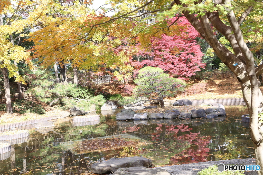 府中の森公園　池４