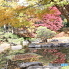 府中の森公園　池４