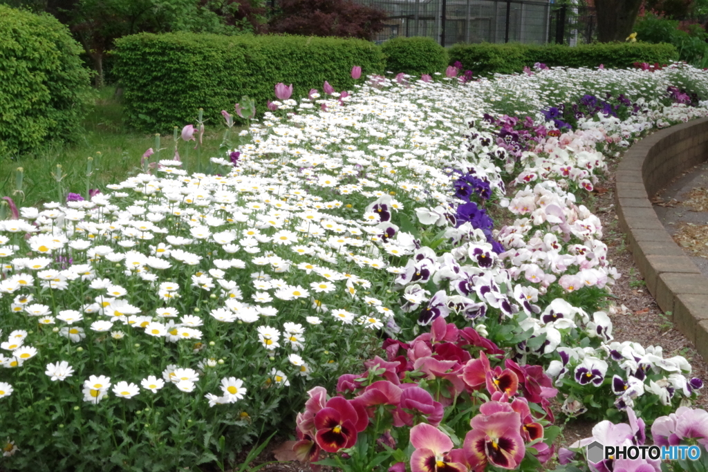 武蔵国分寺公園の花壇31