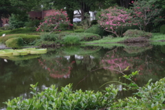 神代植物公園のサルスベリと池5
