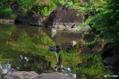 ツツジの日本庭園の池と鴨