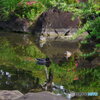ツツジの日本庭園の池と鴨