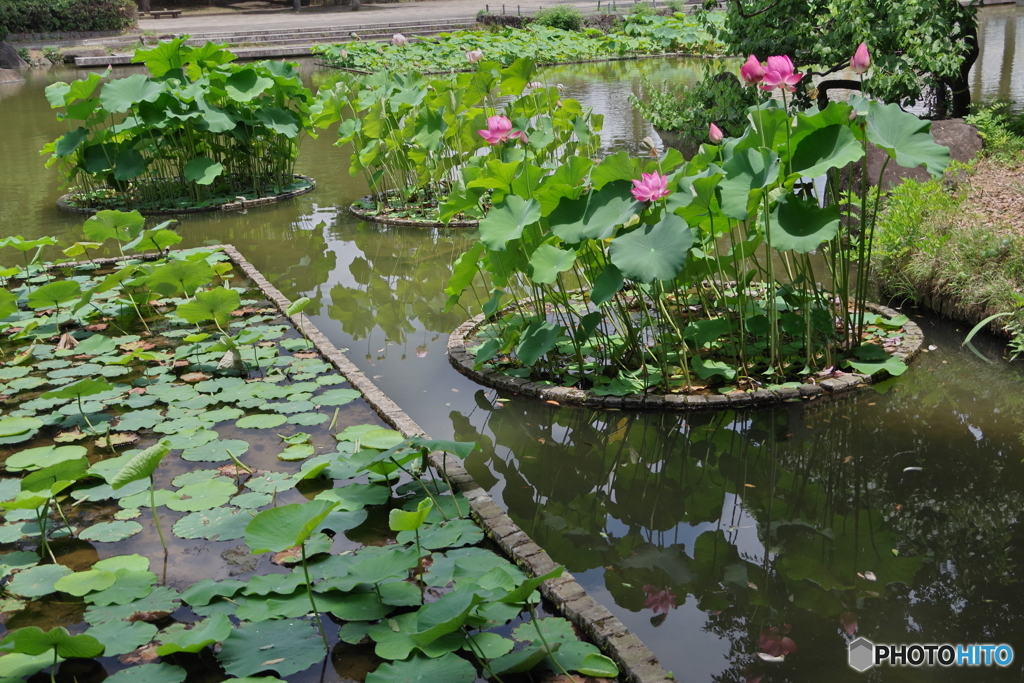 修景池の蓮の花