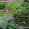 修景池の蓮の花