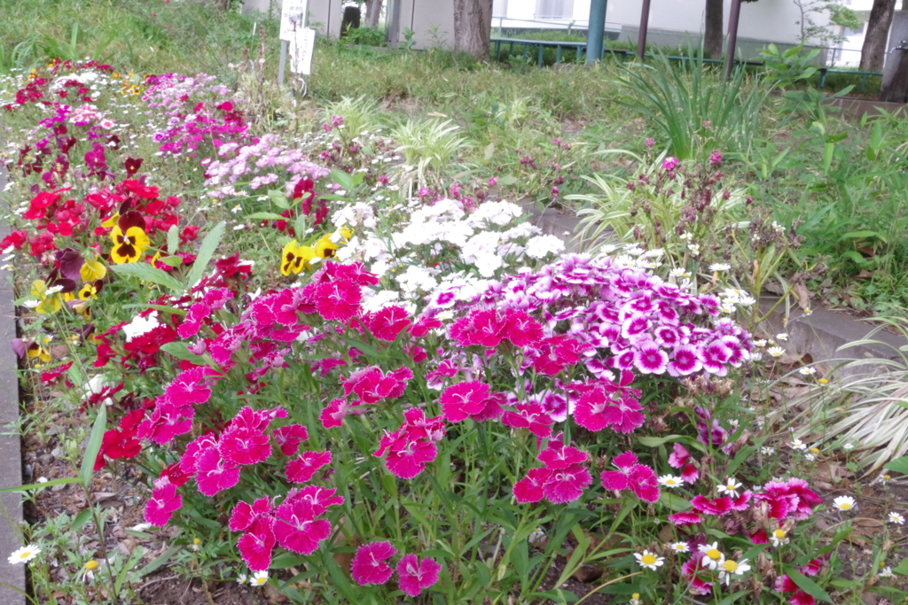 府中市新町第3公園市民花壇５