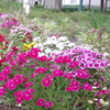 府中市新町第3公園市民花壇５