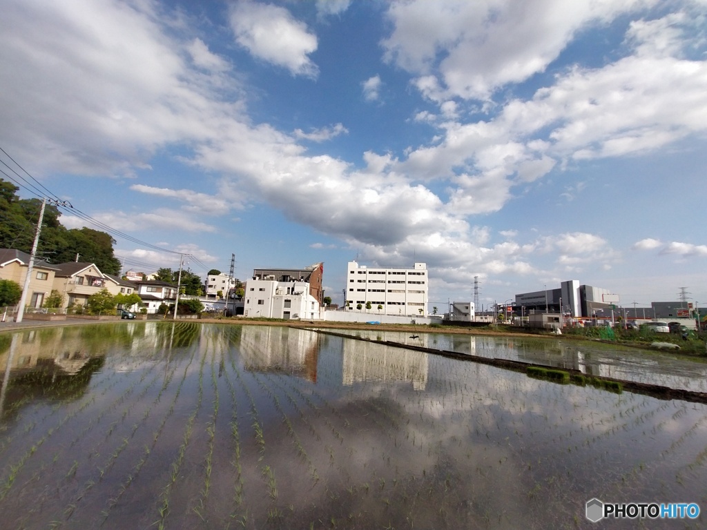 水田と雲