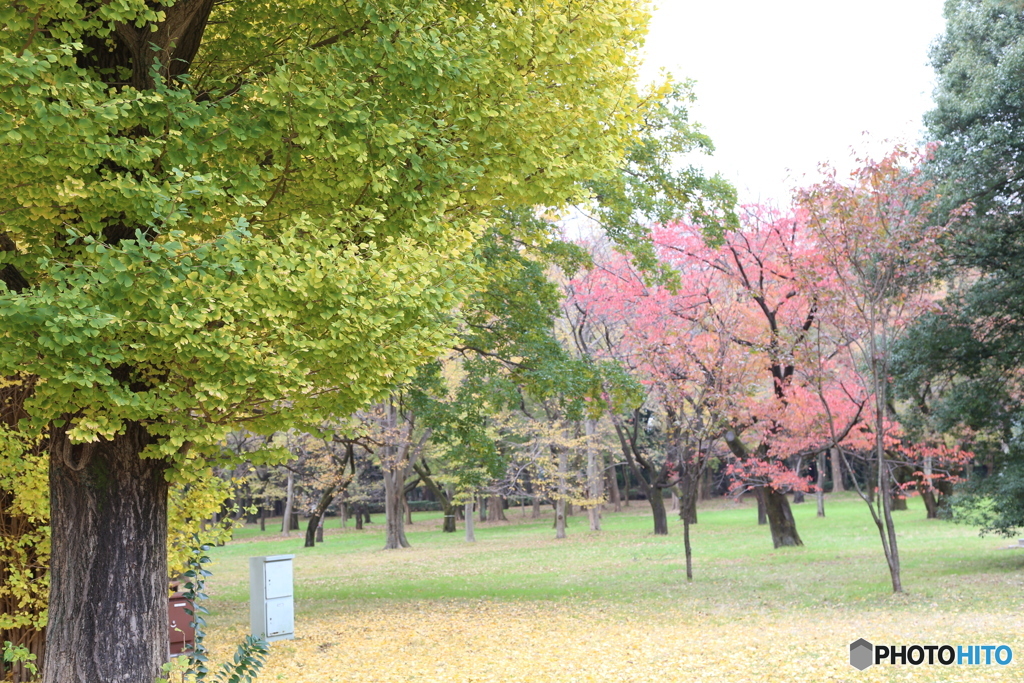 小金井公園　秋6