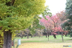 小金井公園　秋6