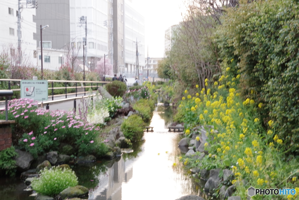 みどりの散歩道 1
