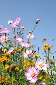 原っぱ南花畑のコスモス３