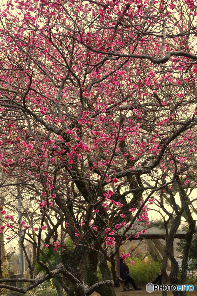 谷保　華やかな梅園１