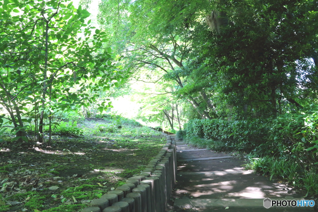 新緑の通り道