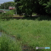 野川公園の新緑と親子と西武多摩川線